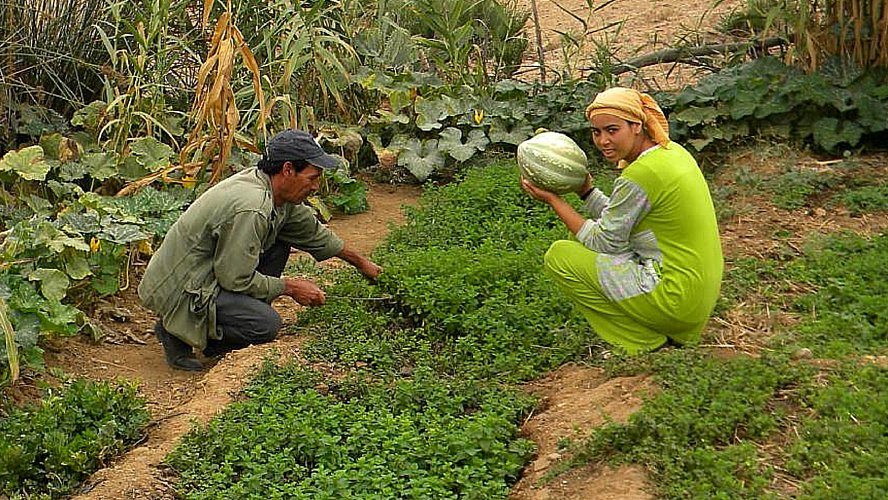 brachoua-permaculture-maroc-developpement-durable-une