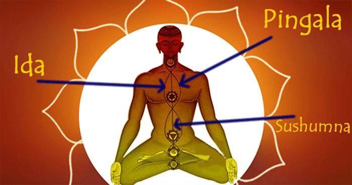 Les trois nadis les plus importants sont ceux qui dirigent le long de la colonne vertébrale: ida, pingala et sushunma.